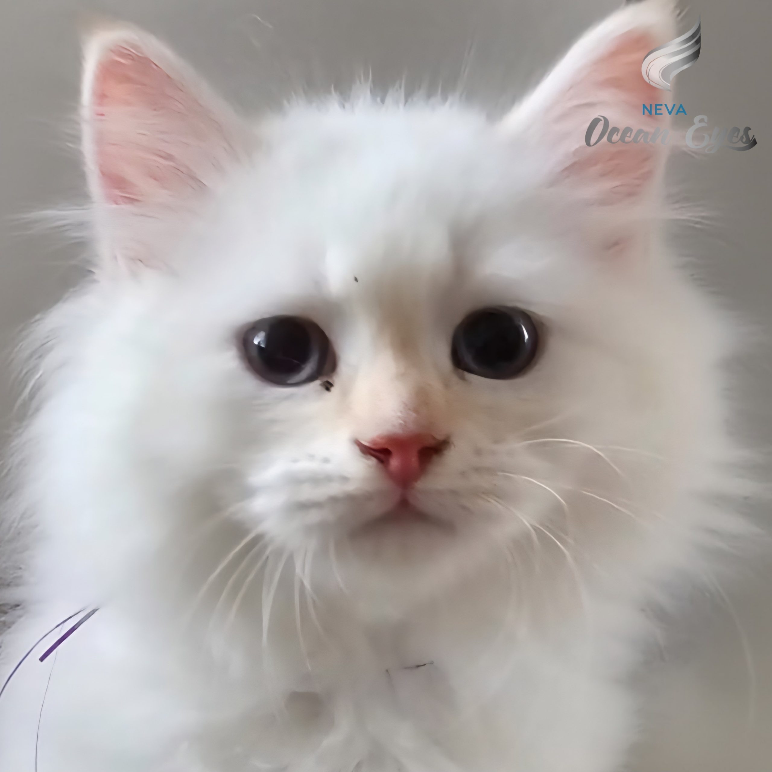 Desert Rose Neva Ocean Eyes