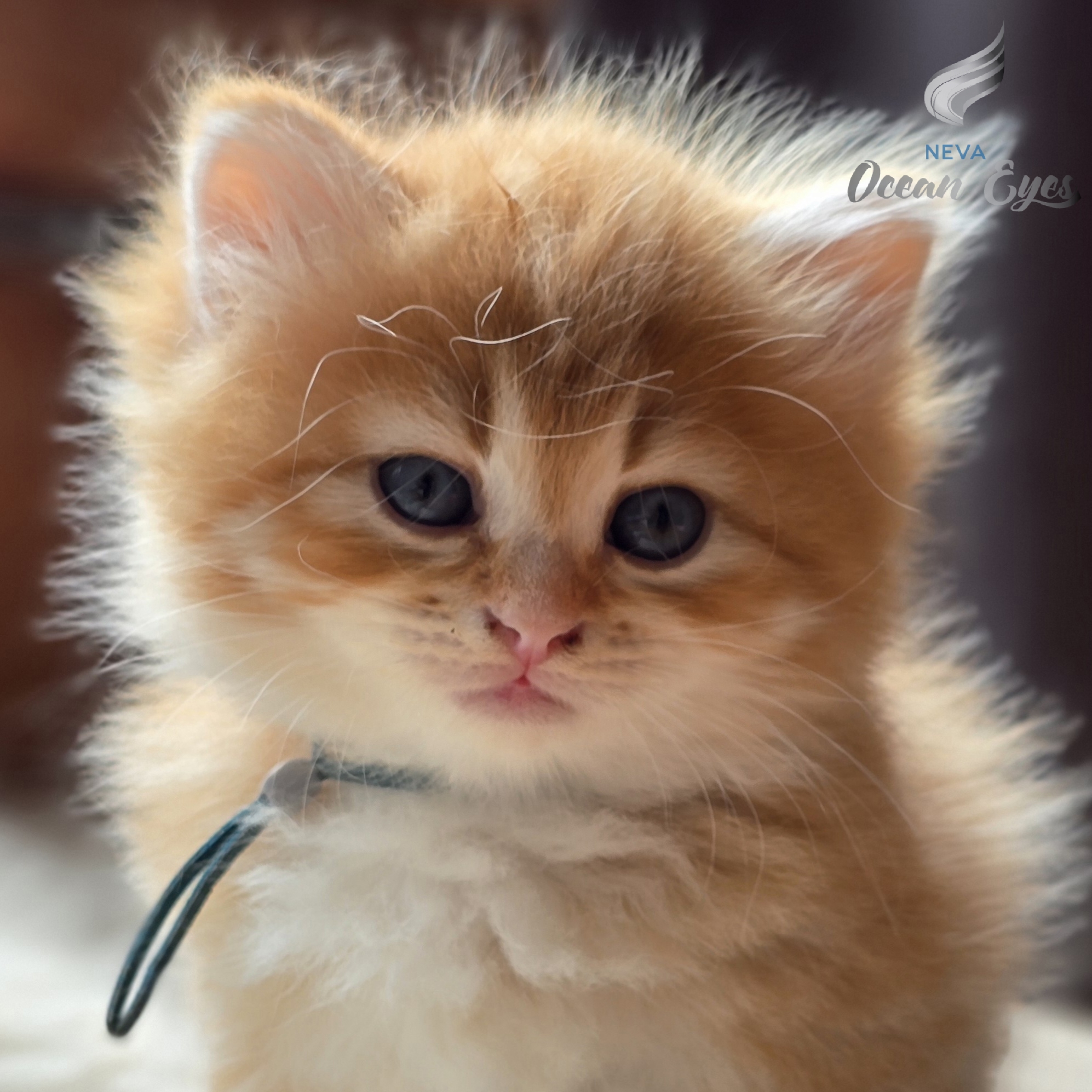 Dexter Neva Ocean Eyes