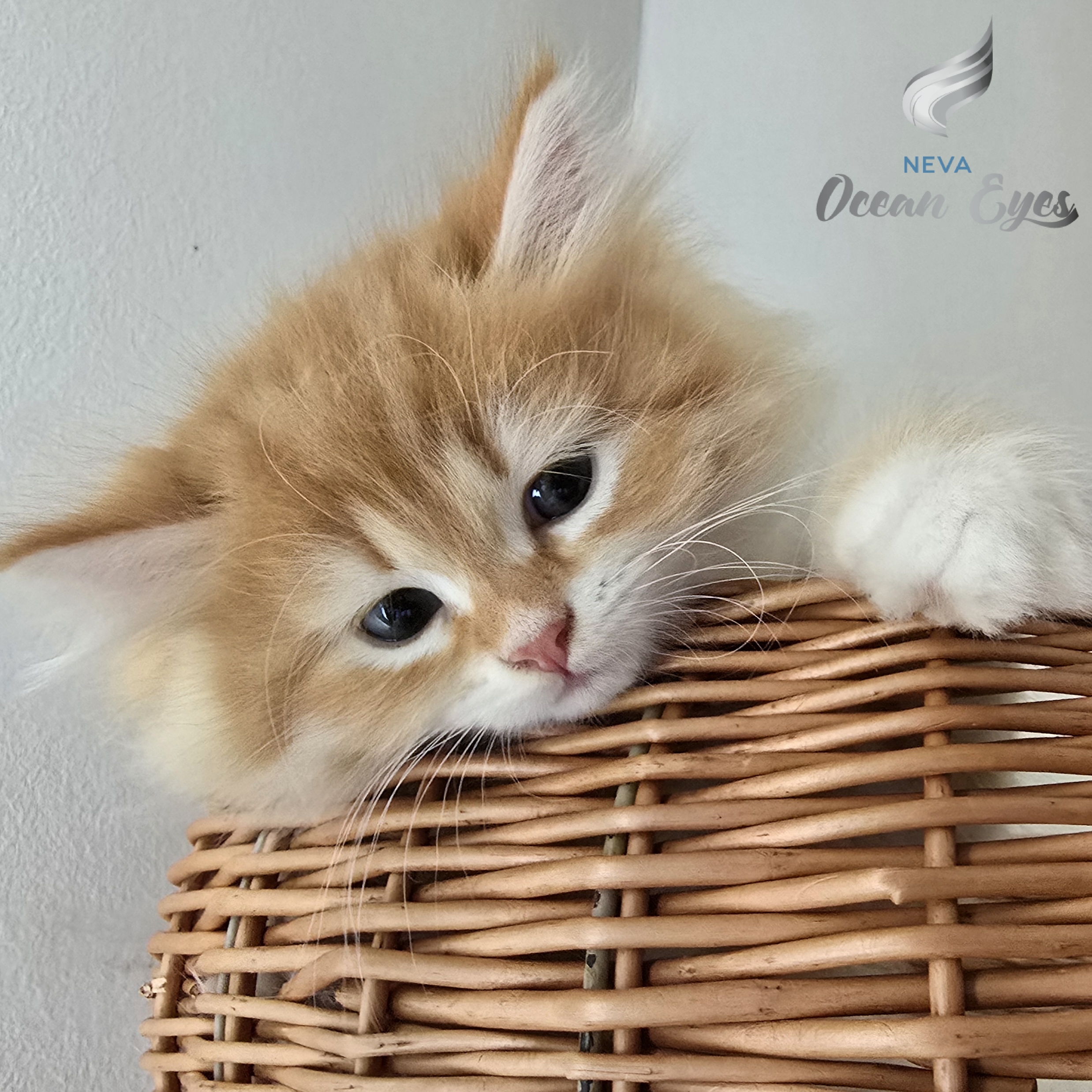 Ducato NEVA OCEAN EYES