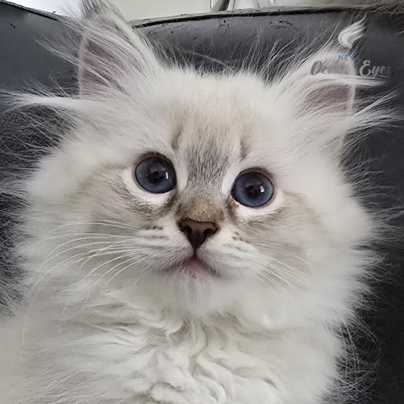 Litter Charming Beauty_CHerryBlossom Neva Ocean Eyes_01