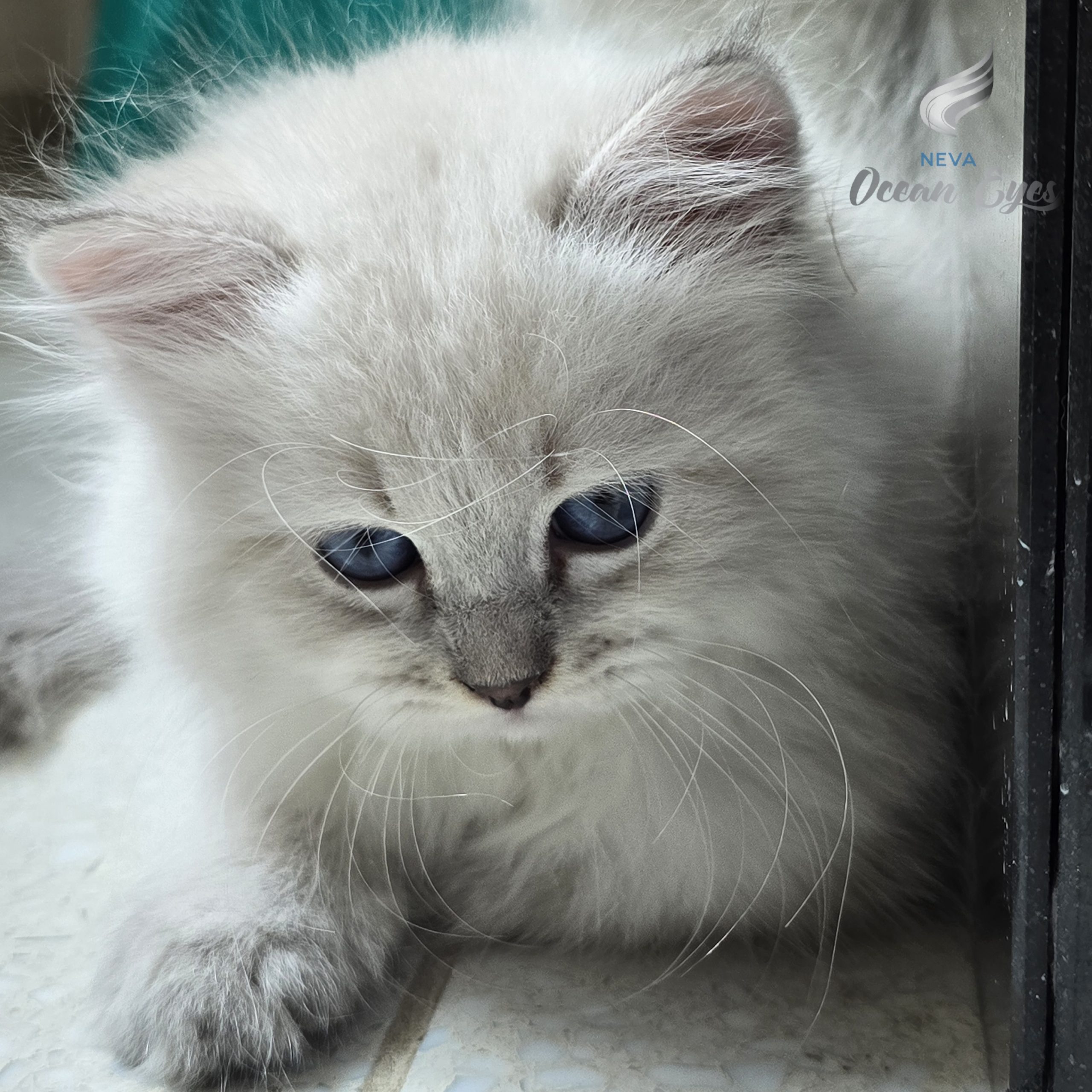 Litter Charming Beauty_Cashmere Neva Ocean Eyes_01