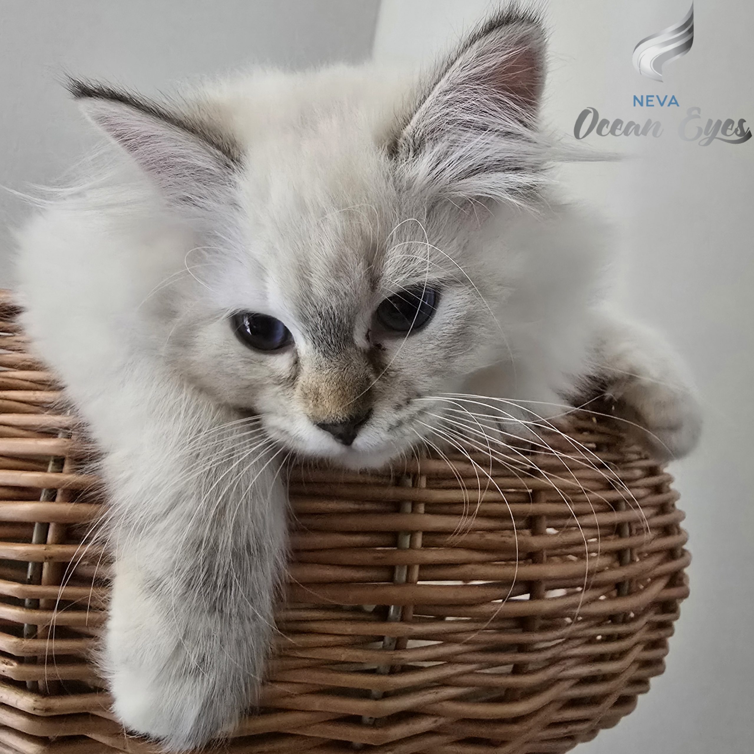 Litter Charming Beauty_Candy Love Neva Ocean Eyes_01