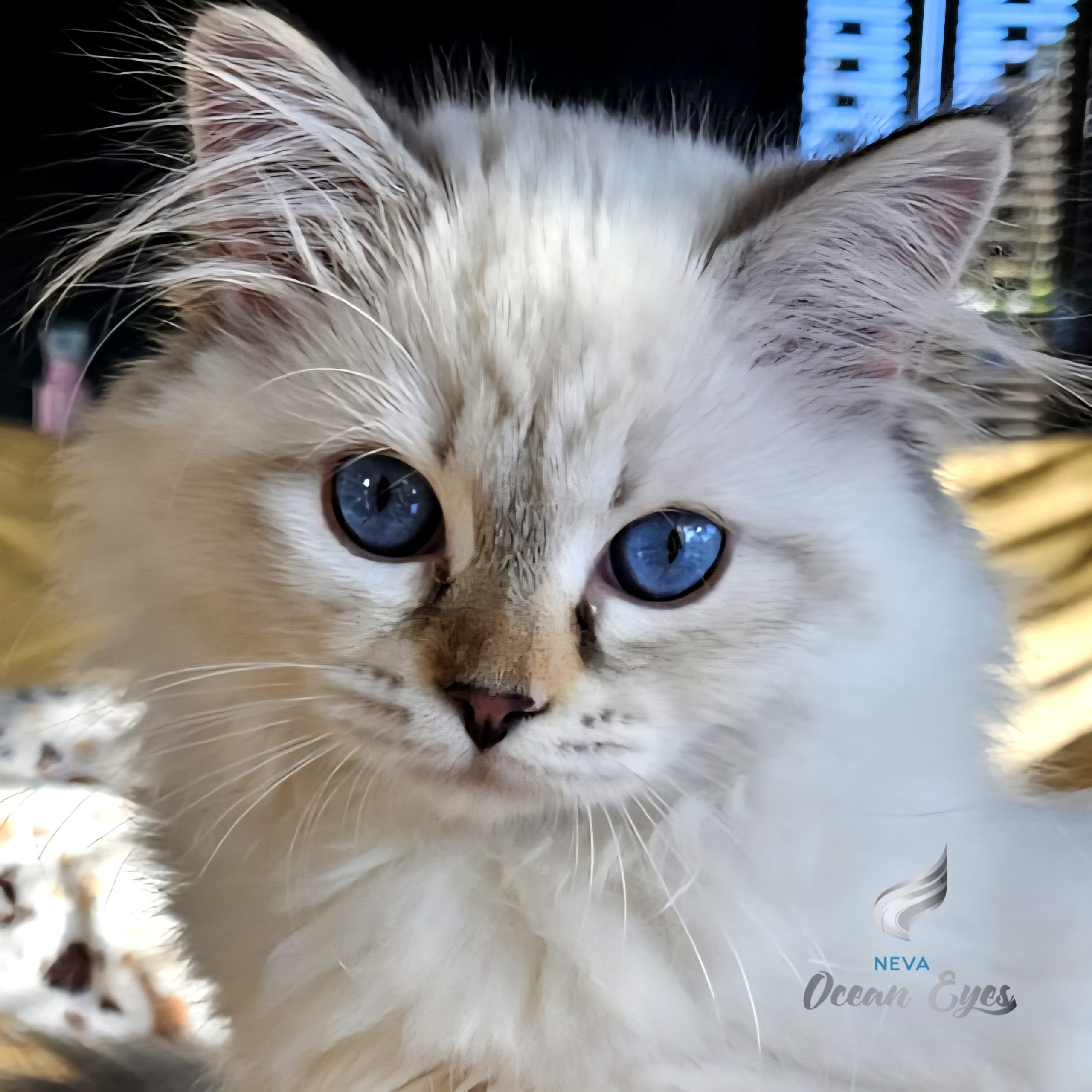 Litter Charming Beauty_Charming Suyz Neva Ocean Eyes_01